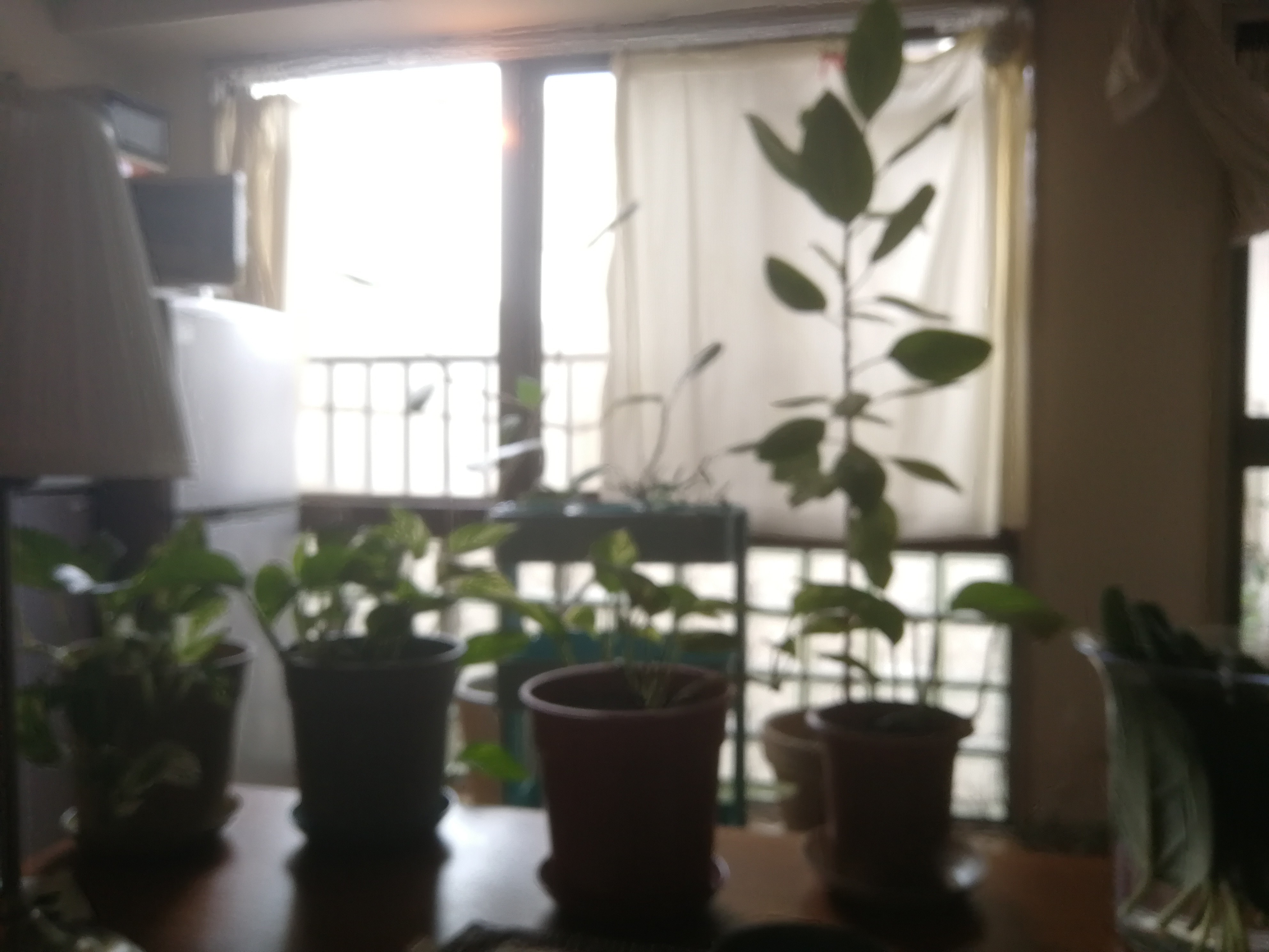 部屋の観葉植物。